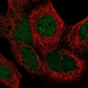 Anti-MAN2C1 antibody produced in rabbit 