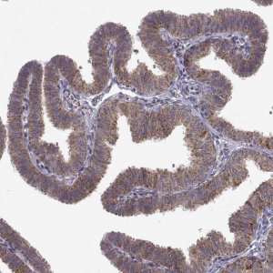 Anti-MANBAL antibody produced in rabbit 