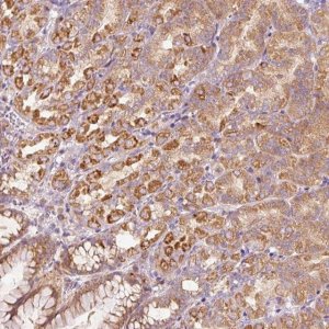 Anti-MAP10 antibody produced in rabbit 