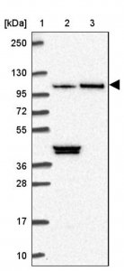 Anti-MAP10 antibody produced in rabbit 