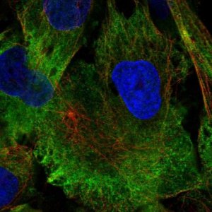 Anti-MAP1A antibody produced in rabbit 