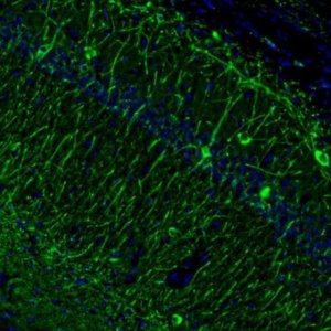 Anti-MAP2 antibody produced in rabbit 