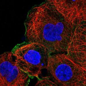 Anti-MAP2K1 antibody produced in rabbit 