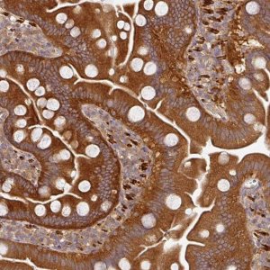Anti-MAP2K2 antibody produced in rabbit 