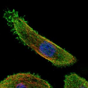 Anti-MAP2K7 antibody produced in rabbit 