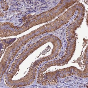 Anti-MAP3K12 antibody produced in rabbit 