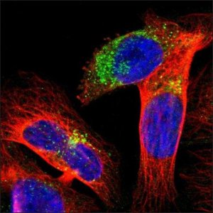 Anti-MAP3K15 antibody produced in rabbit HPA004006-100UL