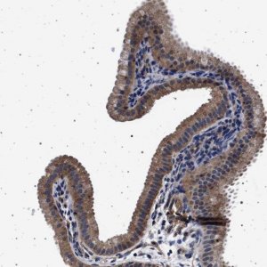 Anti-MAP3K2 antibody produced in rabbit 