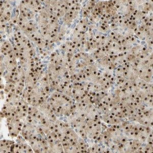 Anti-MAP3K4 antibody produced in rabbit 