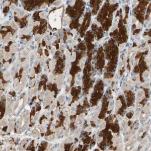 Anti-MAP3K7 antibody produced in rabbit 