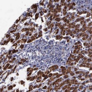 Anti-MAP3K9 antibody produced in rabbit 