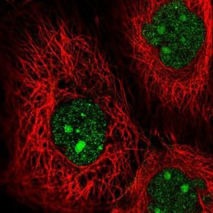 Anti-MAP3K9 antibody produced in rabbit 