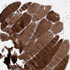 Anti-MAP4K3 antibody produced in rabbit 