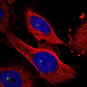 Anti-MAP4K3 antibody produced in rabbit 