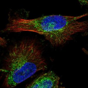 Anti-MAP7D1 antibody produced in rabbit 