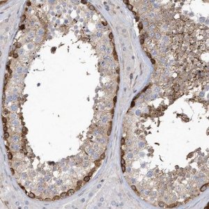 Anti-MAP7D3 antibody produced in rabbit 