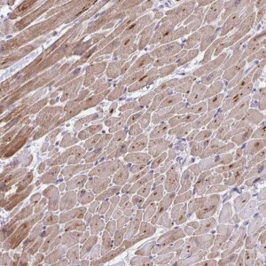 Anti-MAPK12 antibody produced in rabbit 