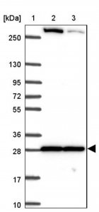 Anti-MAPK12 antibody produced in rabbit 