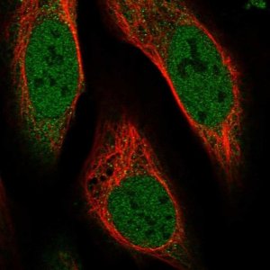 Anti-MAPK1IP1L antibody produced in rabbit 