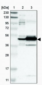 Anti-MAPK4 antibody produced in rabbit HPA007461-100UL