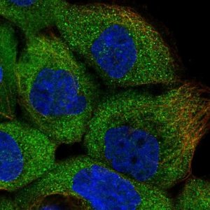 Anti-MAPK6 antibody produced in rabbit 