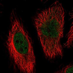 Anti-MAPK7 antibody produced in rabbit 