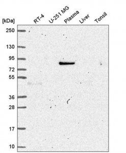 Anti-MAPK8IP1 antibody produced in rabbit HPA058921-100UL