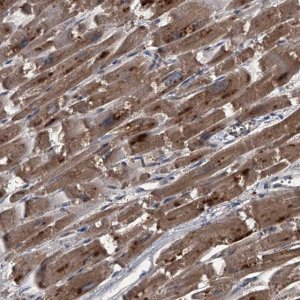 Anti-MAPKAP1 antibody produced in rabbit 