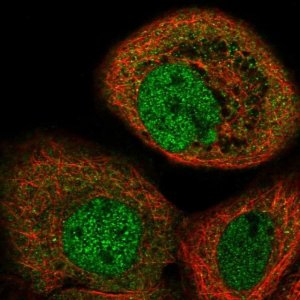 Anti-MAPKAP1 antibody produced in rabbit 