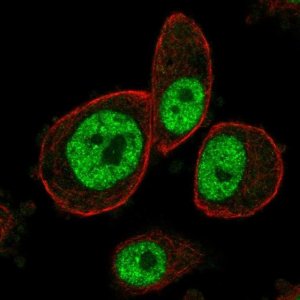 Anti-MAPKAPK3 antibody produced in rabbit 