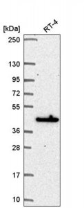Anti-MAPKAPK3 antibody produced in rabbit 