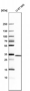 Anti-MAPRE3 antibody produced in rabbit 