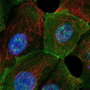 Anti-MAPT antibody produced in rabbit 
