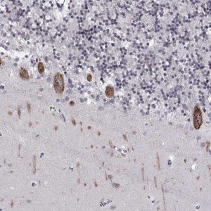 Anti-MARCH4 antibody produced in rabbit 