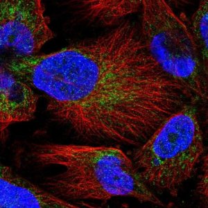 Anti-MARCH5 antibody produced in rabbit 