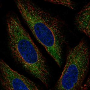 Anti-MARCH6 antibody produced in rabbit 