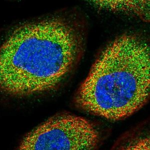 Anti-MARK4 antibody produced in rabbit 