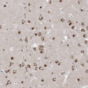 Anti-MARS2 antibody produced in rabbit 