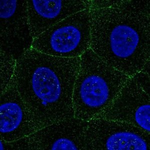 Anti-MARVELD2 antibody produced in rabbit 