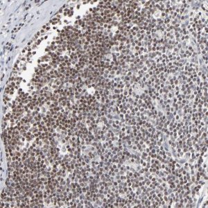 Anti-MAX antibody produced in rabbit 