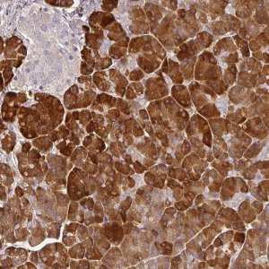 Anti-MBD3L3 antibody produced in rabbit 