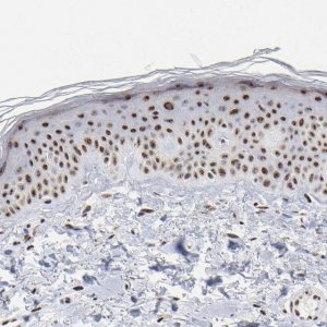 Anti-MBD4 antibody produced in rabbit 
