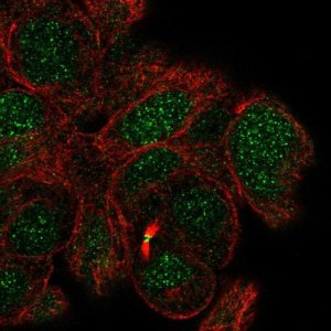 Anti-MBD5 antibody produced in rabbit 
