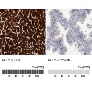 Anti-MBL2 antibody produced in rabbit 