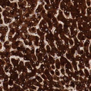 Anti-MBL2 antibody produced in rabbit 