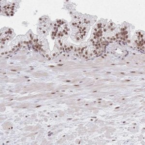 Anti-MBNL1 antibody produced in rabbit 