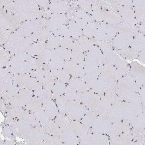 Anti-MBNL1 antibody produced in rabbit 