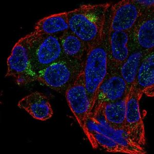Anti-MBOAT4 antibody produced in rabbit 