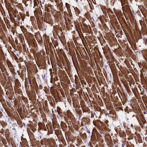 Anti-MBTPS1 antibody produced in rabbit 