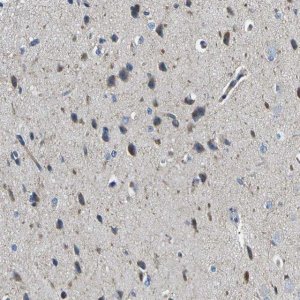 Anti-MC4R antibody produced in rabbit 